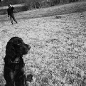 Hund
